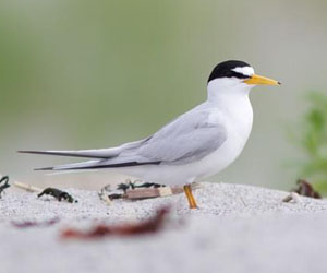 Хараалай (Хурган хараалай)